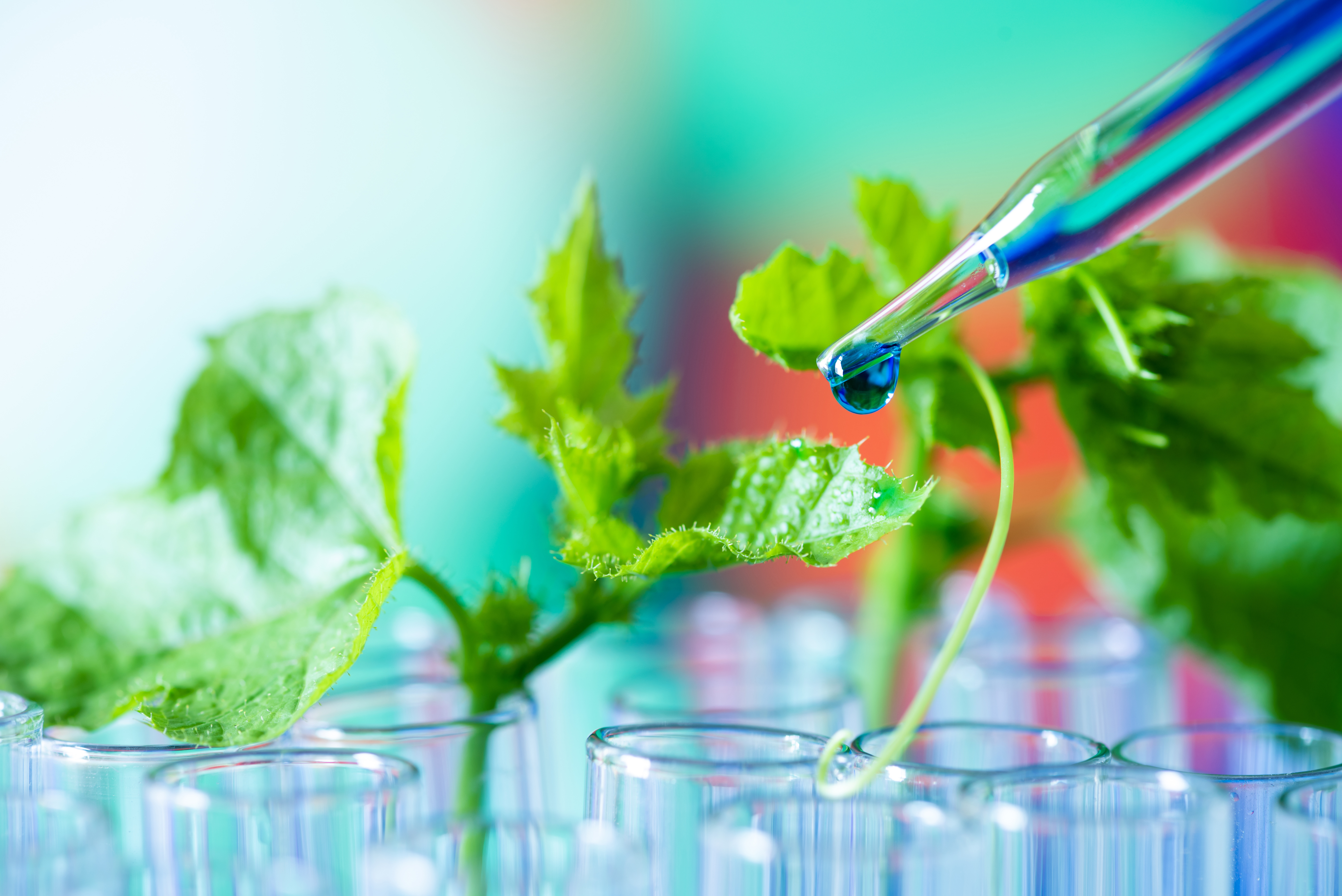 plants in test tubes