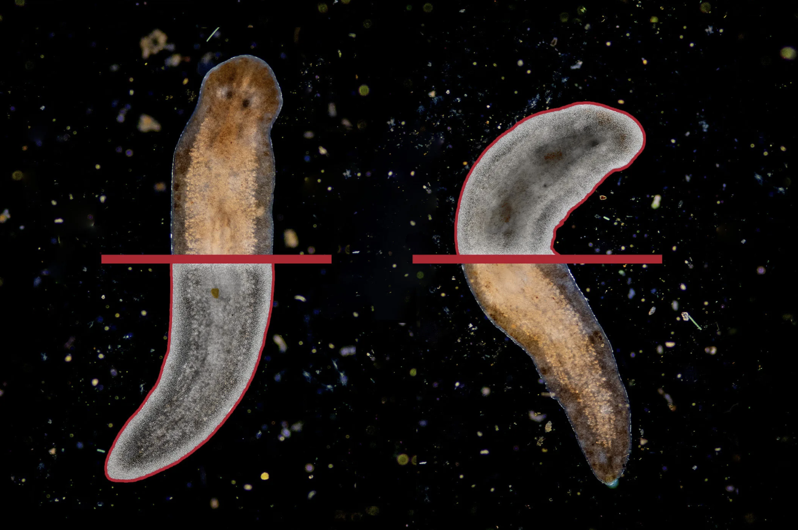 Flatworms