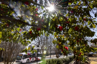 photo of tree, bus, sun 