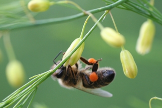 honey been taking pollen from asparagus plant