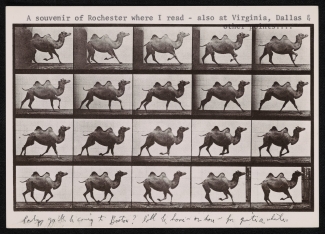 photo of postcard with galloping camels in series