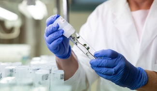 photo of gloved hands with tube in lab with plant stem