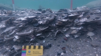 photo of oyster shells under water