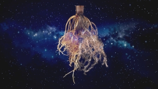 3-d-graphic rendering of root system on space background