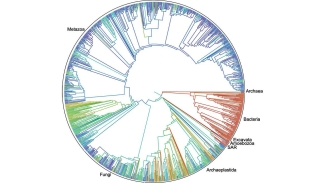 circular graphic with species labeled