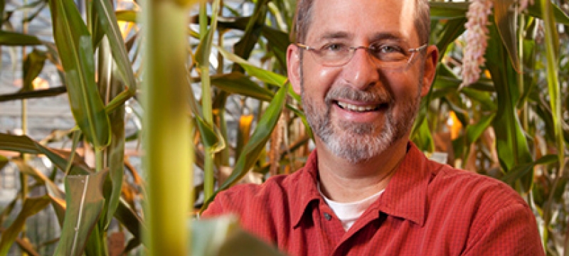 photo of man with corn stalks