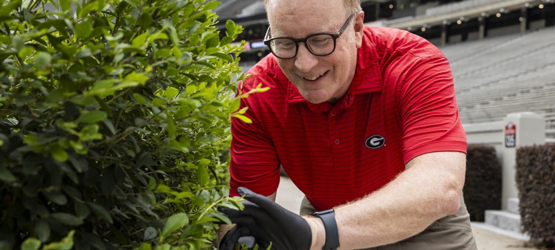 photo of man, clipping hedge in stadium