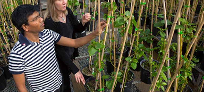 photo of man and woman with plants