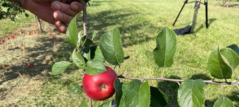 photo of apple on tree, hand
