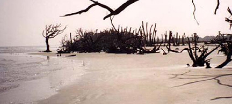 deserted beach with driftwood