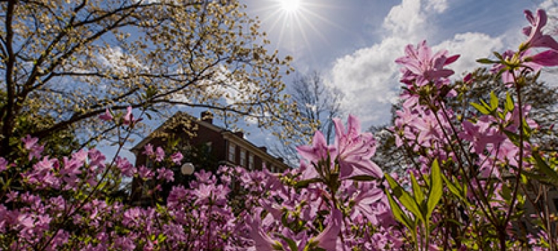 photo of flowers, sky, sun and building