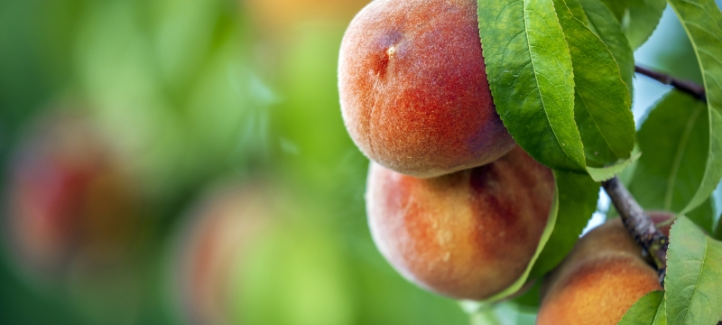 photo of peaches, leaves, on tree