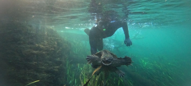 photo of diver pursuing turtle underwater