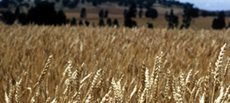 field of wheat