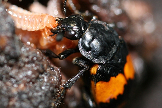 burying beetle