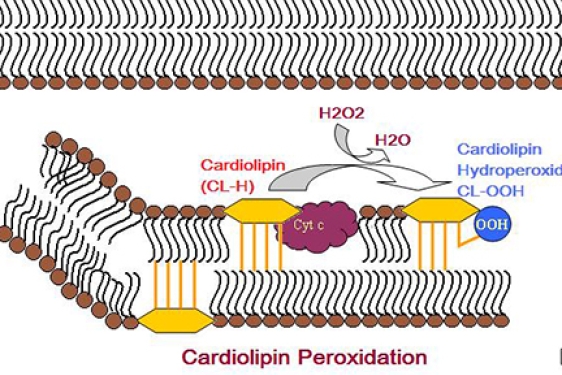 enzyme digram of cardiolipin