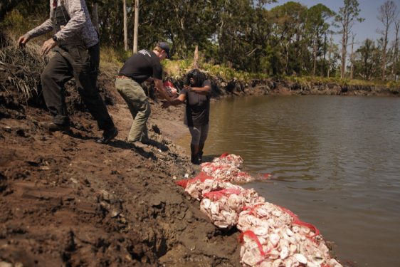 photo of people constructing new shoreline reef, day