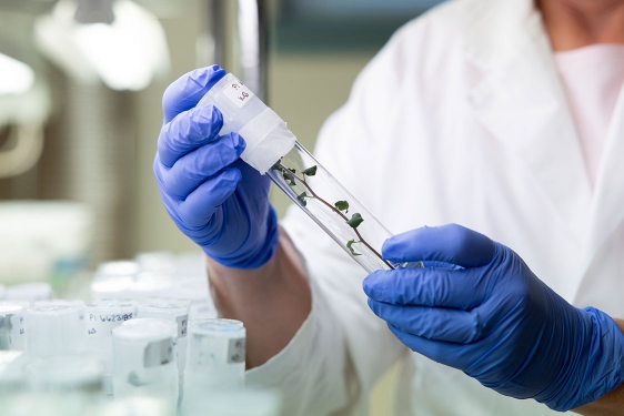 photo of gloved hands with tube in lab with plant stem