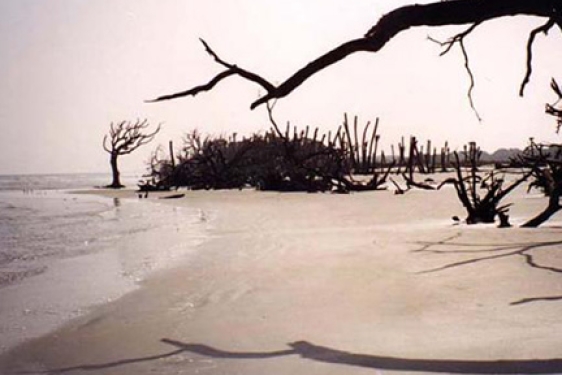 deserted beach with driftwood