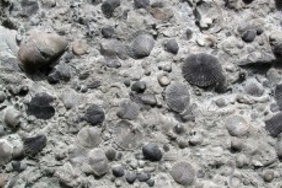 Photo of Fossil Brachiopods