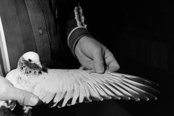 pigeon with wing spread, b & w