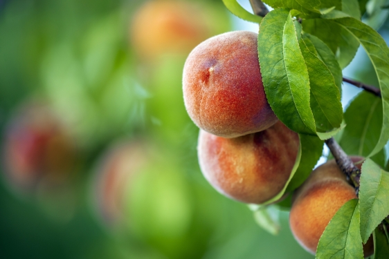 photo of peaches, leaves, on tree