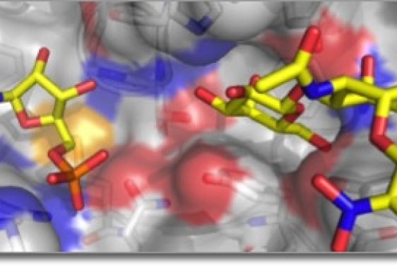 structures of glycoenzymes