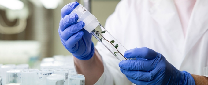 photo of gloved hands with tube in lab with plant stem